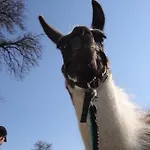 Sonnenblumenhof - & 乡村民宿 Mühlheim