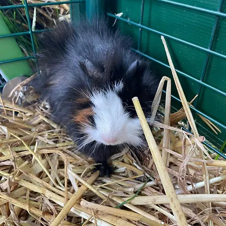 Sonnenblumenhof - & Εξοχικό σπίτι *