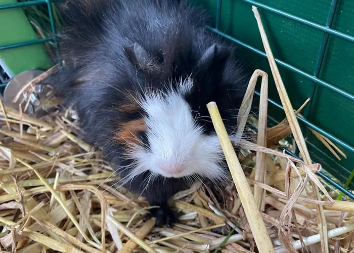 Sonnenblumenhof - & 컨트리하우스 *