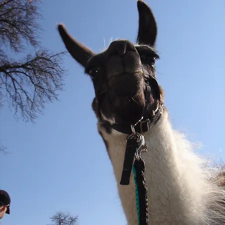 Sonnenblumenhof Landhuis Mühlheim