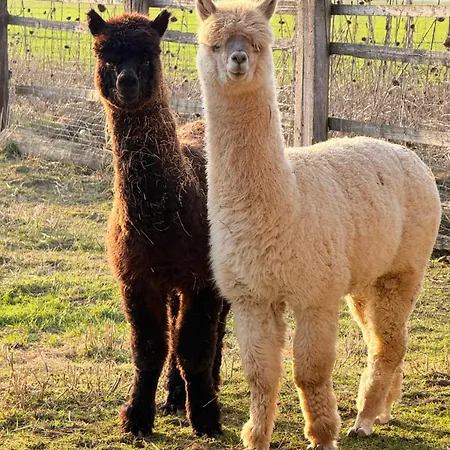 Sonnenblumenhof - & * Muehlheim