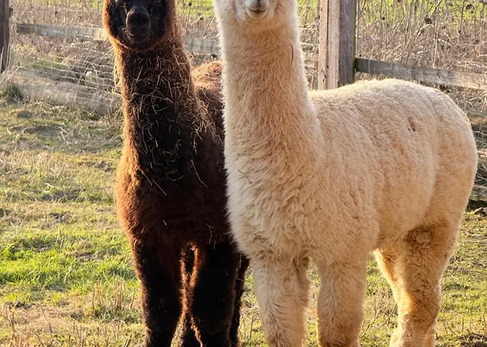 Sonnenblumenhof - & * Muehlheim